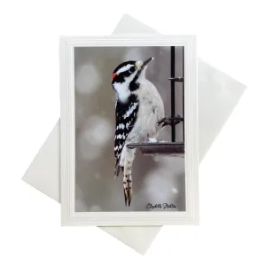 Photo Card, Blank inside,  Woodpecker at Feeder